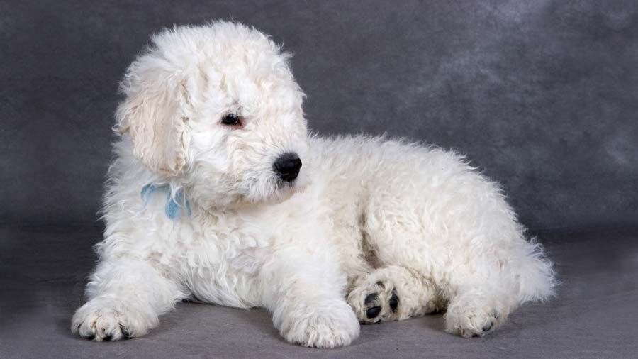 Komondor Puppy (Lying, Face)