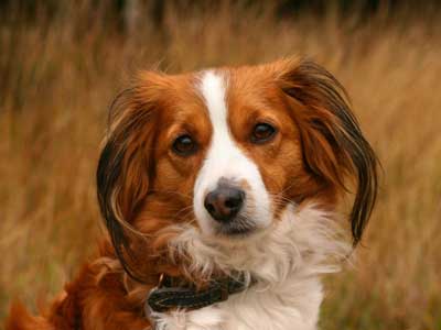 Kooikerhondje