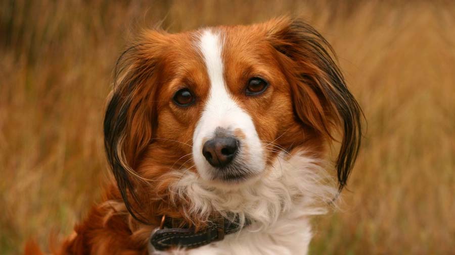 Kooikerhondje (Face, Muzzle)