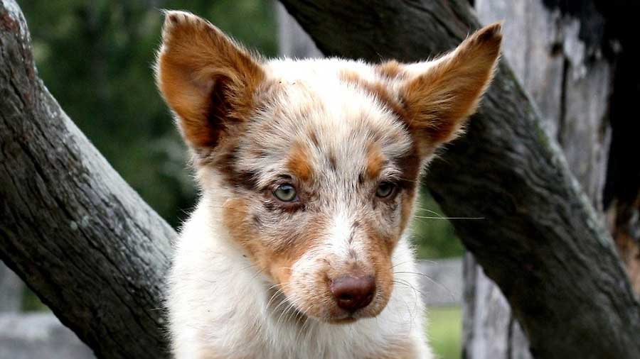 Koolie Puppy (Face, Muzzle)