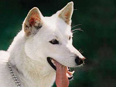 Korean Jindo