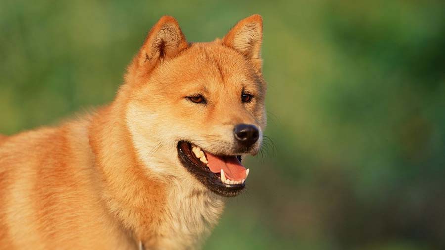 Korean Jindo (Head, Muzzle)