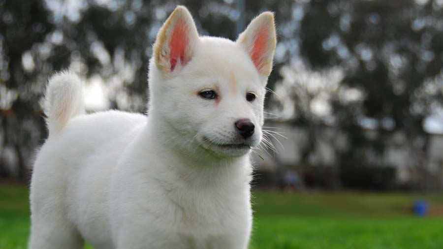 Korean Jindo Puppy (White, Muzzle)
