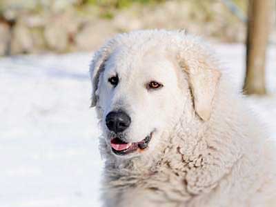 Kuvasz