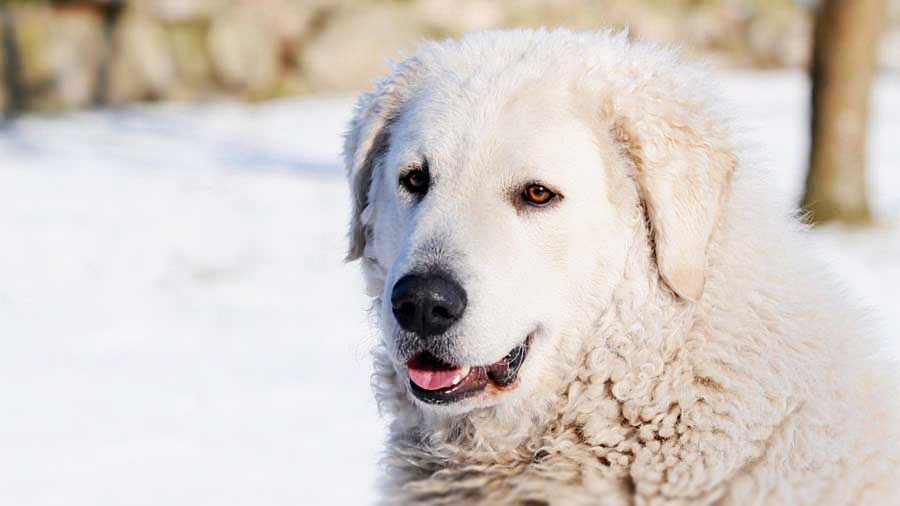 Kuvasz (Muzzle, Face)