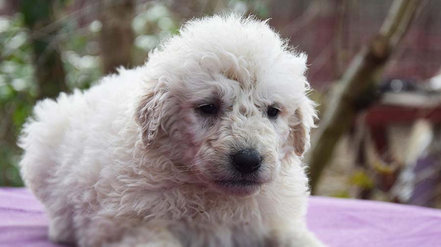 Kuvasz Puppy (Lying, Face)