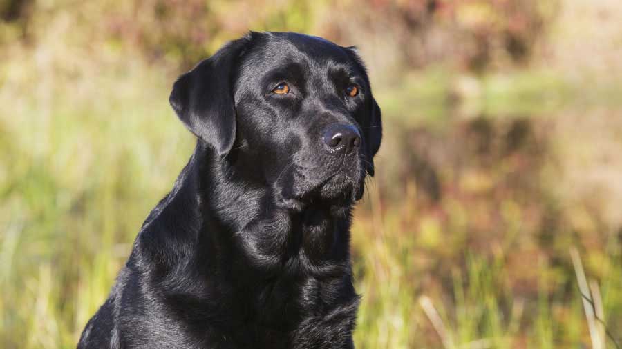 Labrador Retriever (Muzzle, Black)