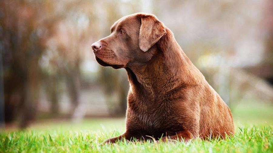 Labrador Retriever (Lying, Chocolate)