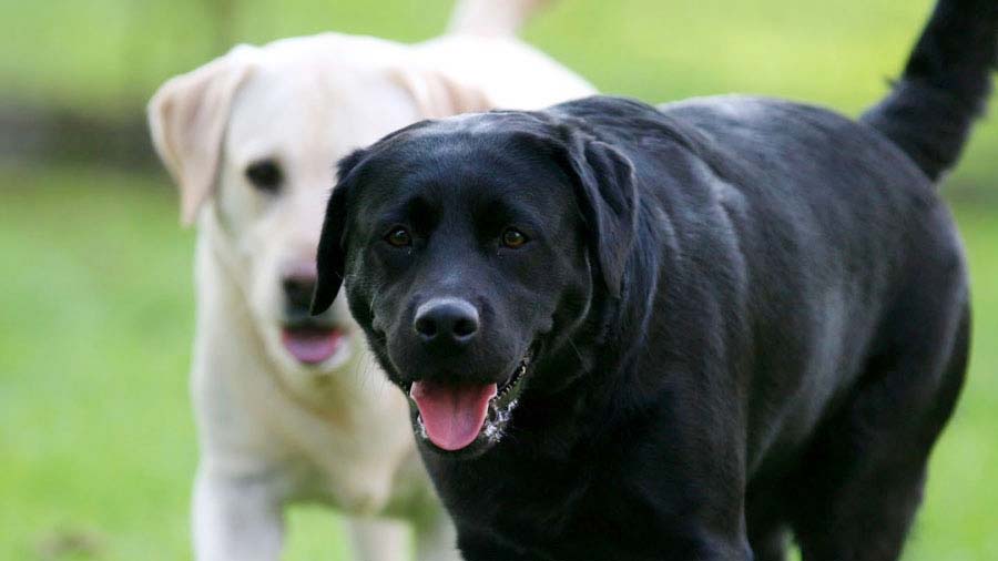 Labrador Retriever (Face, Black & Yellow)