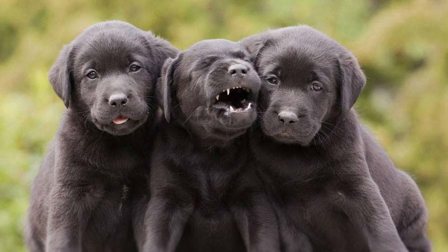 Labrador Retriever Puppy (Puppies, Black)