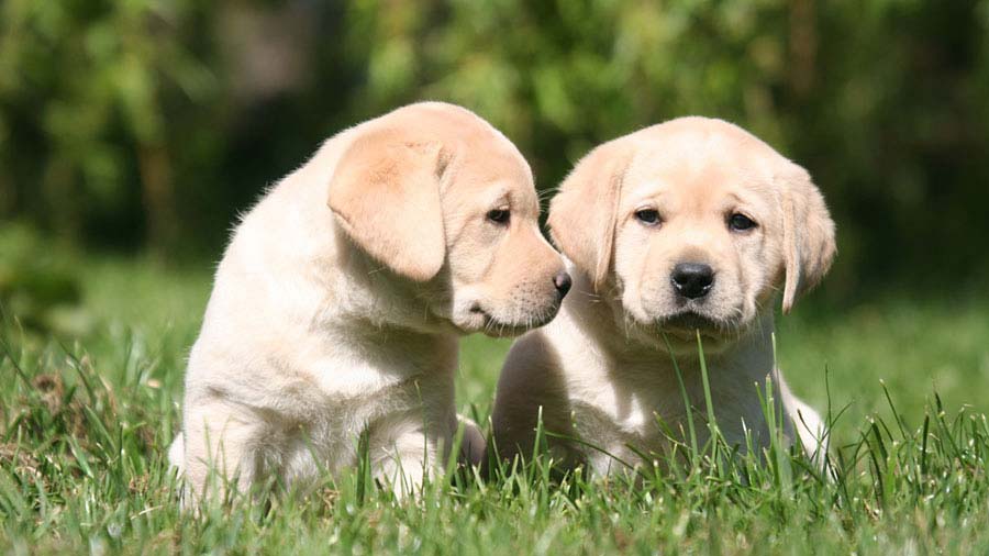 Labrador Retriever Puppy (Face, Yellow)