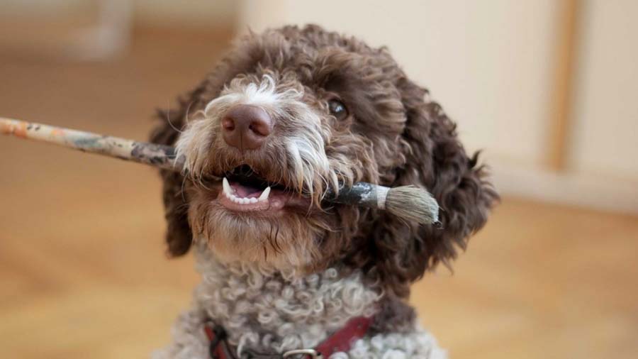 Lagotto Romagnolo (Brown & White, Muzzle)