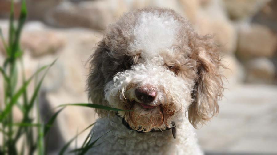 Lagotto Romagnolo Puppy (Face, Muzzle)