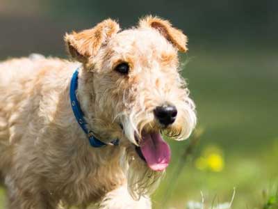 Lakeland Terrier