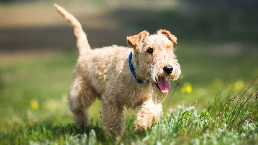 Lakeland Terrier (Side View, Walk)