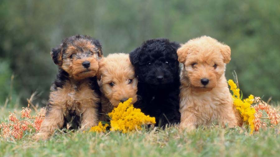 Lakeland Terrier Puppy (Puppies, sitting)