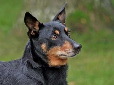 Lancashire Heeler