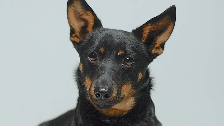 Lancashire Heeler (Black & Tan, Face)