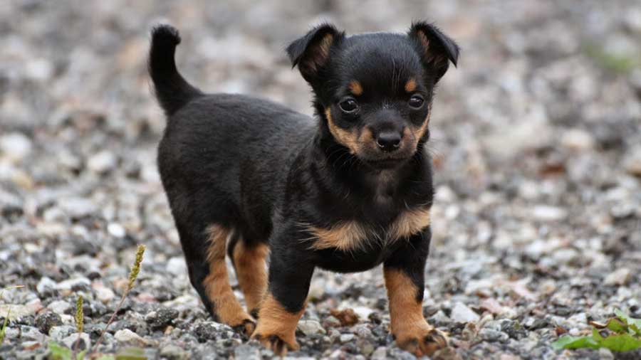 Lancashire Heeler (Standing, Face)