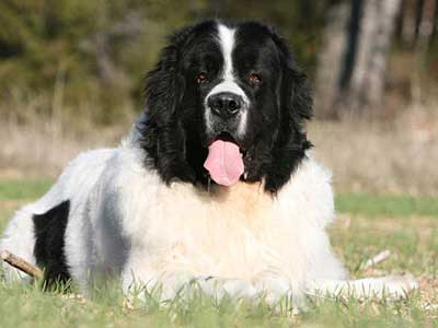 Landseer