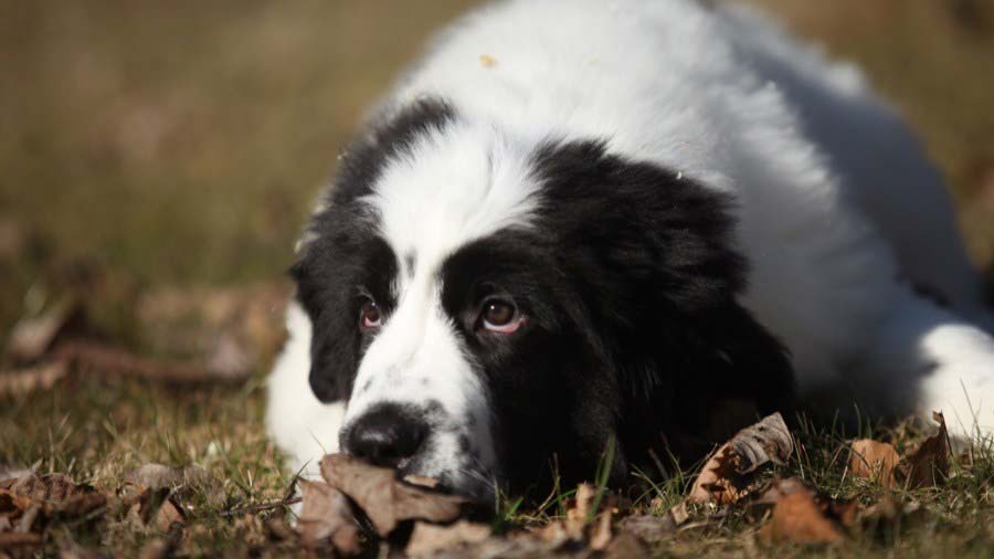 Landseer (Lying, Muzzle)