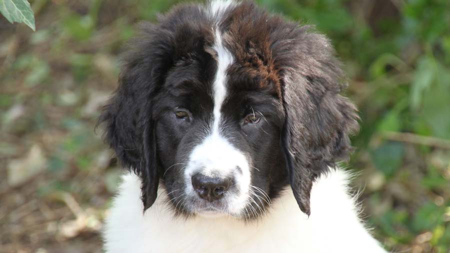 Landseer Puppy (Face, Muzzle)