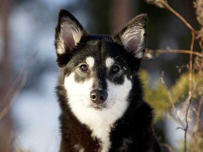 Lapponian Herder