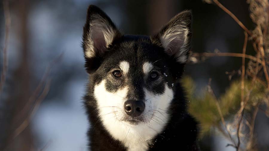 Lapponian Herder (Black & White, Face)