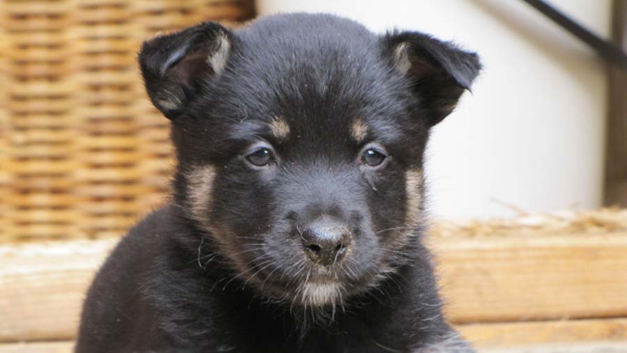 Lapponian Herder Puppy (Black & White, Face)