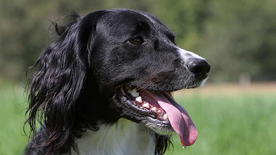 Large Munsterlander (Black & White, Muzzle)