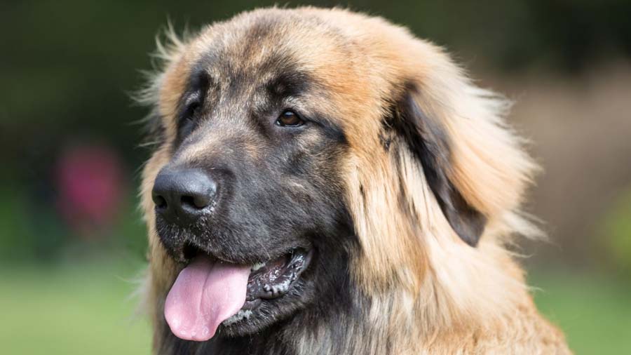 Leonberger (Sandy, Muzzle)