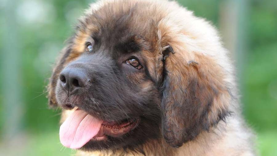 Leonberger Puppy (Sandy, Muzzle)