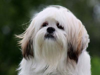 Lhasa Apso