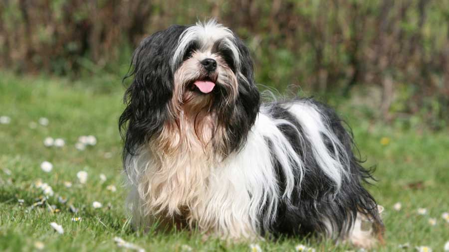 Lhasa Apso (Black & White, Standing)