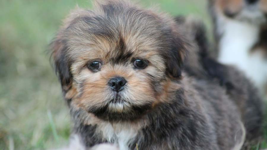 Lhasa Apso Puppy (Face, Lie)