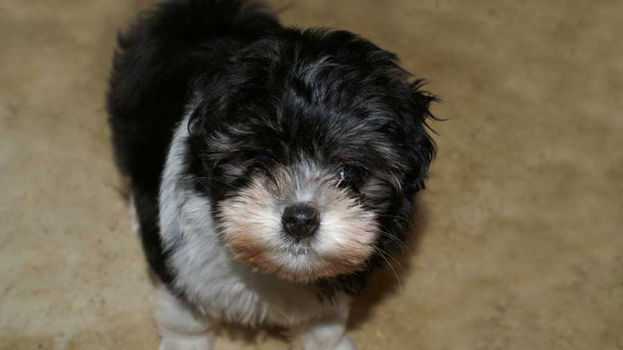 Lowchen Puppy (Black & White, Face)