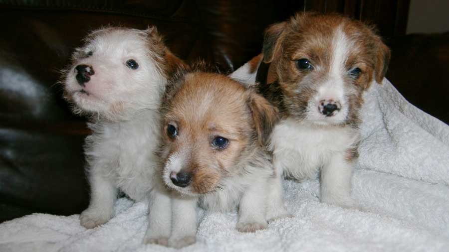 Lucas Terrier Puppy (Puppies, White & Tan)
