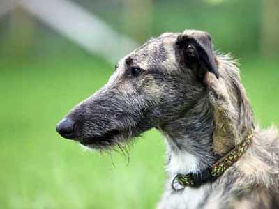 Lurcher