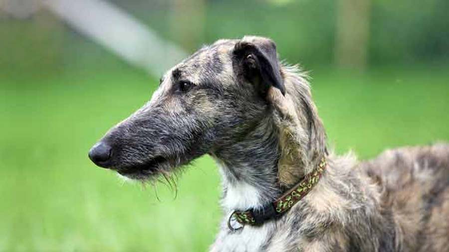 Lurcher (Side View, Head)