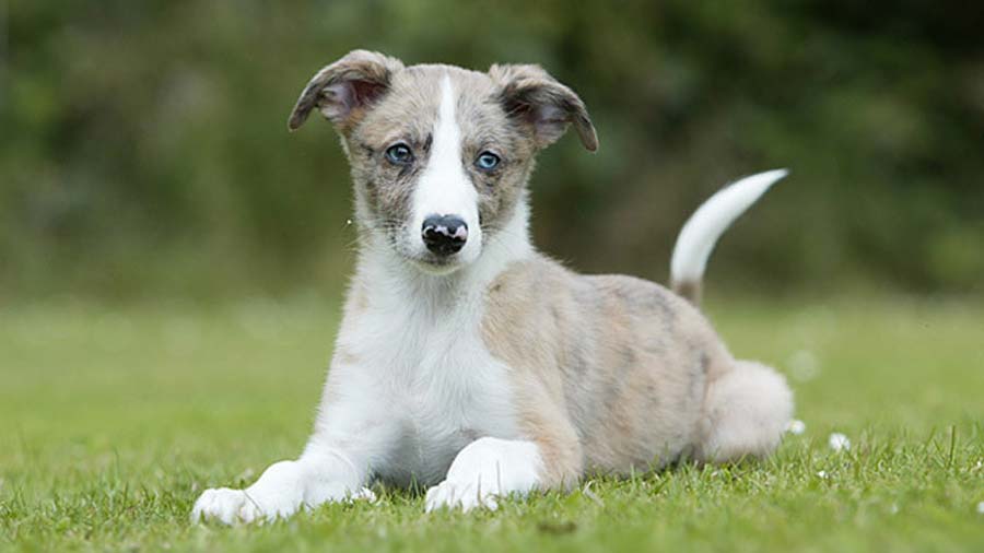 Lurcher Puppy (Lying, Face)