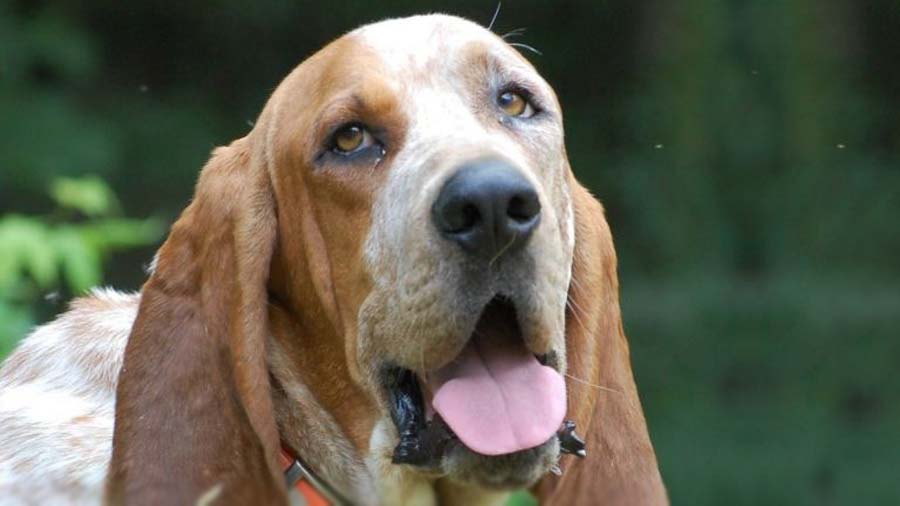 Majestic Tree Hound (Face, Muzzle)