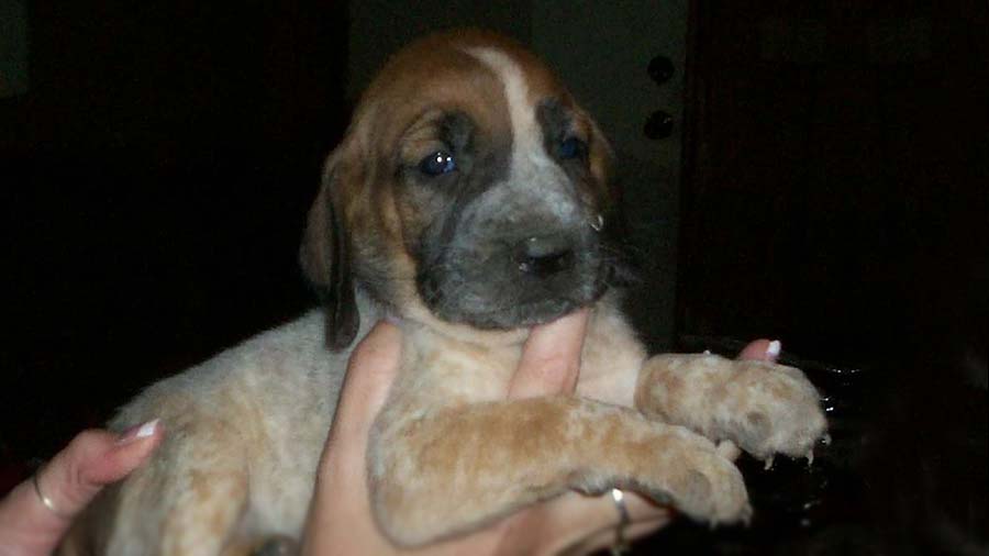 Majestic Tree Hound Puppy (Side View, Muzzle)