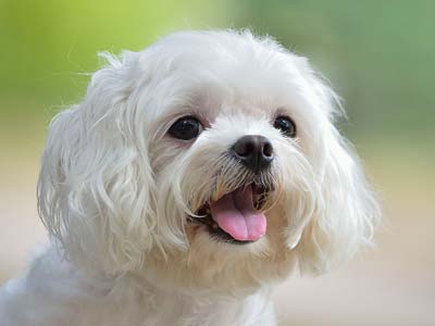 are maltese terrier cat friendly