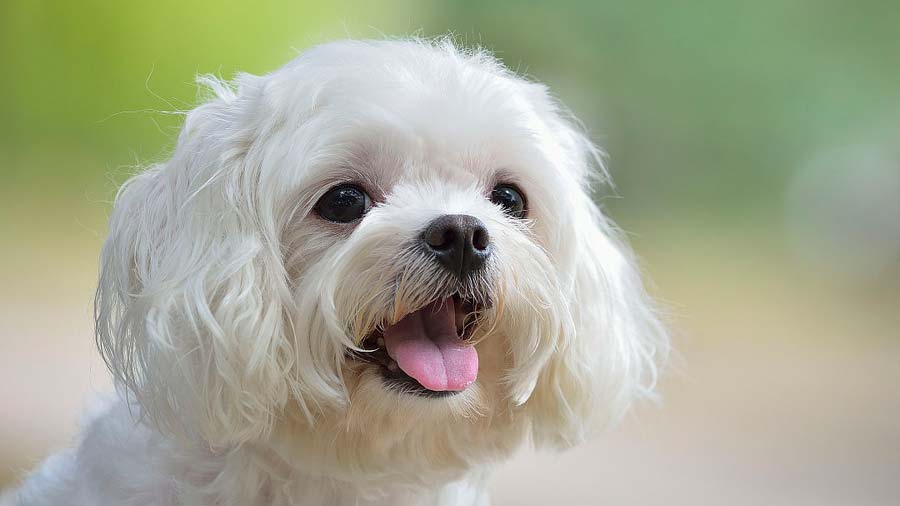 Maltese - Prezioa, Tenperatura, Bizitza