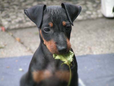 Manchester Terrier