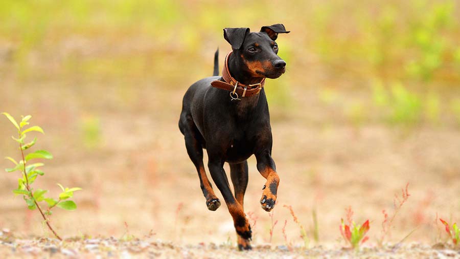 how tall is a manchester terrier