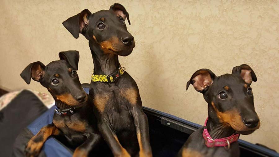 Manchester Terrier Puppy (Black & Tan, Muzzle)