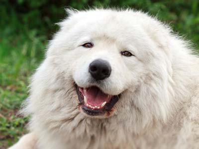 Maremma Sheepdog