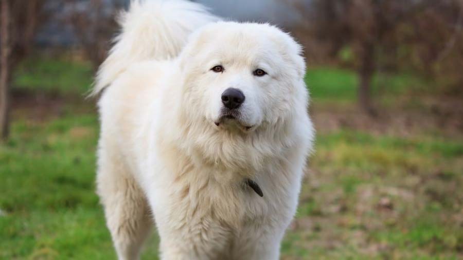 Maremma Sheepdog (White, Standing)