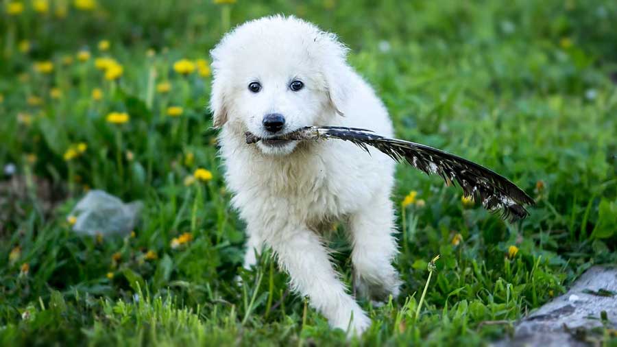 Maremma Sheepdog Puppy (White, Standing)